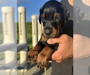 Doberman Pinscher Dog Breeder near HOMESTEAD, FL, USA
