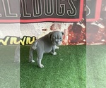 Small #4 Breeder Profile image
