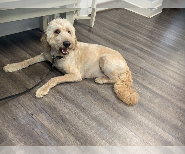 Medium Photo #1  Breeder Profile in BLACK CREEK, GA, USA