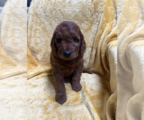 Medium Photo #1  Breeder Profile in SPARTA, TN, USA