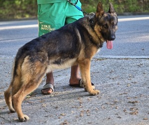 German Shepherd Dog Dog Breeder near SNELLVILLE, GA, USA