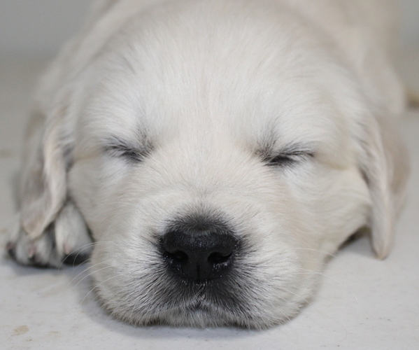 Medium Photo #1  Breeder Profile in WEST JORDAN, UT, USA