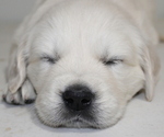 Small breeder photo