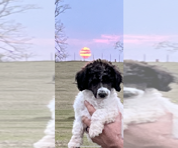 Medium Photo #1  Breeder Profile in IRWINTON, GA, USA