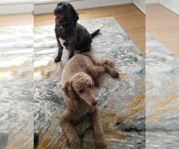 Medium Photo #1  Breeder Profile in CHICAGO, IL, USA