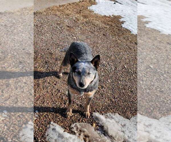 Medium Photo #4  Breeder Profile in HAWARDEN, IA, USA