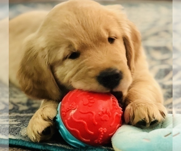 Medium Photo #13  Breeder Profile in SUWANEE, GA, USA
