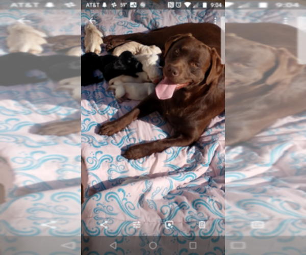 Medium Photo #1  Breeder Profile in BOWLING GREEN, MO, USA