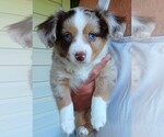 Small #31 Breeder Profile image