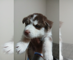 Small breeder photo