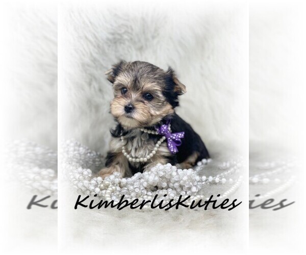 Medium Photo #2  Breeder Profile in LIPAN, TX, USA