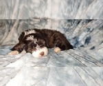 Small breeder photo
