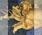 Small #2 Breeder Profile image