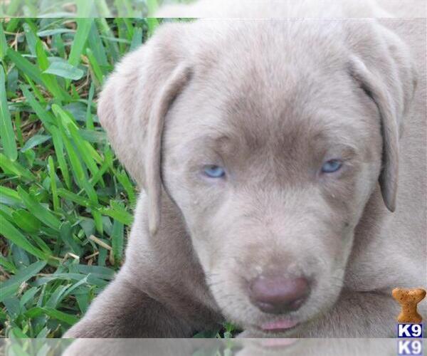 Medium Photo #1  Breeder Profile in MISSOURI CITY, TX, USA