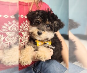 Aussiedoodle Miniature -Sheltidoodle Mix Dog Breeder near HOLDEN, MO, USA