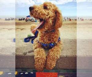 Golden Retriever-Goldendoodle Mix Dog Breeder in FAIR GROVE,  USA