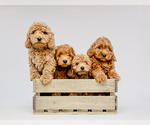 Small #1 Breeder Profile image