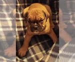 Small #14 Breeder Profile image