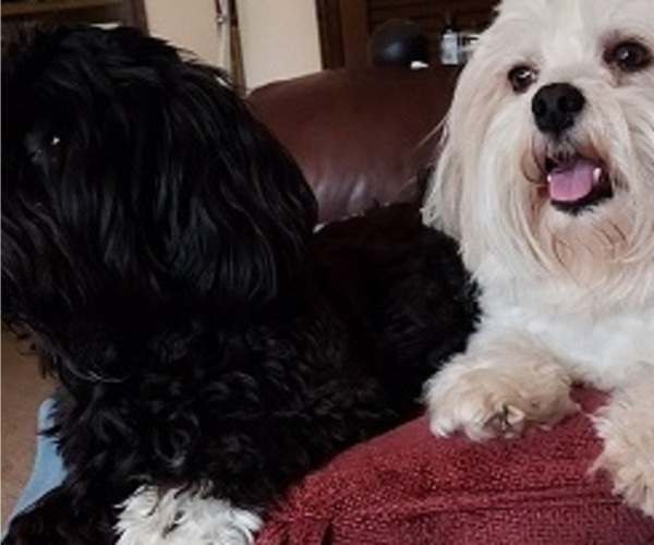 Medium Photo #2  Breeder Profile in DREXEL, MO, USA