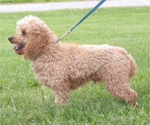 Cockapoo Dog Breeder near WAYNE CITY, IL, USA