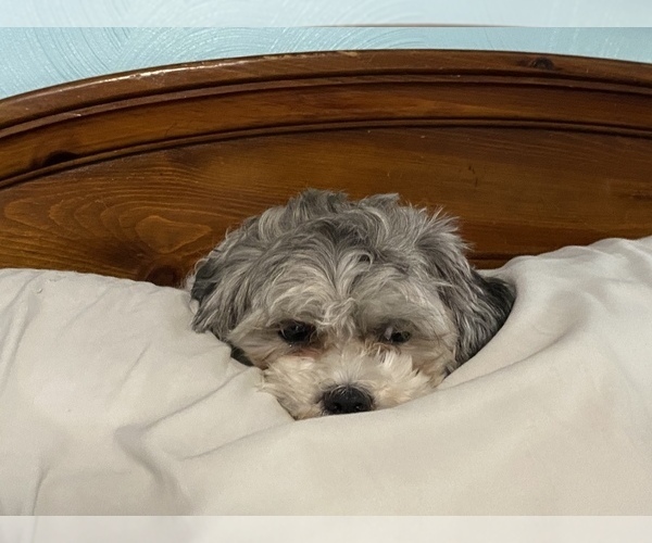 Medium Photo #1  Breeder Profile in GLOUCESTER, VA, USA