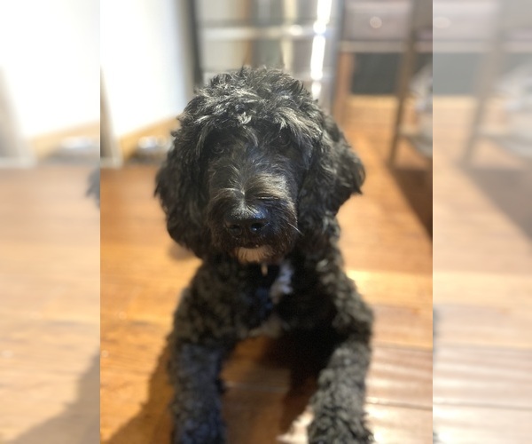 Medium Photo #1  Breeder Profile in BUSKIRK, NY, USA