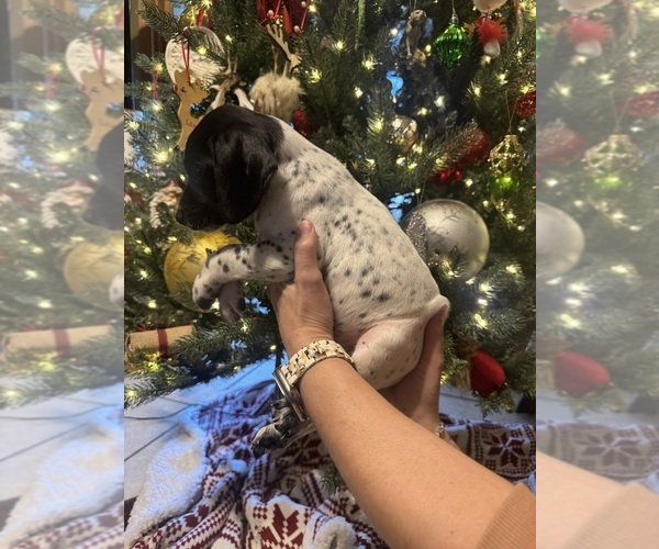 Medium Photo #12  Breeder Profile in CEDARBLUFF, MS, USA