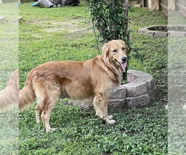 Medium Photo #1  Breeder Profile in SAN ANTONIO, TX, USA