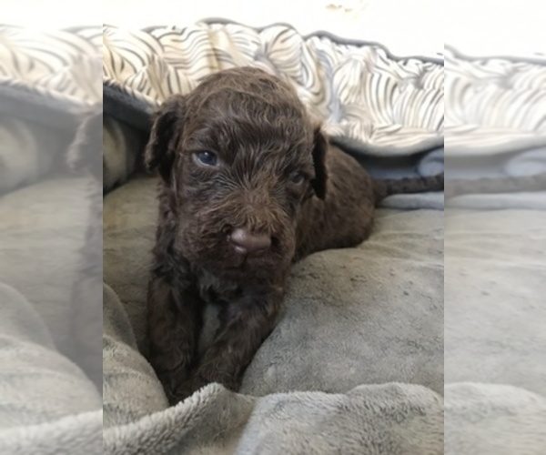 Medium Photo #1  Breeder Profile in MILWAUKEE, WI, USA