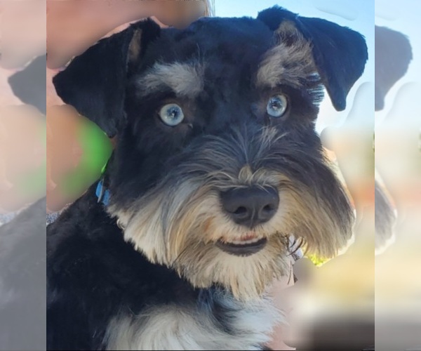 Medium Photo #2  Breeder Profile in PERRIS, CA, USA