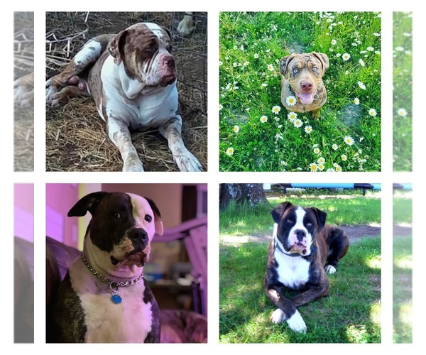 Medium Photo #1  Breeder Profile in BINGHAMTON, NY, USA