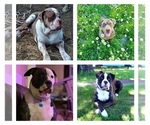 Small breeder photo