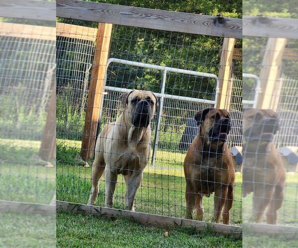 Medium Photo #1  Breeder Profile in LA CROSSE, VA, USA