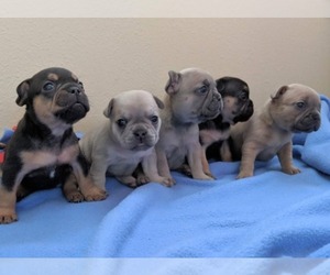 American Bulldog Dog Breeder near BATTLE GROUND, WA, USA