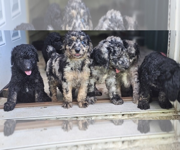 Medium Photo #1  Breeder Profile in MARENGO, IN, USA