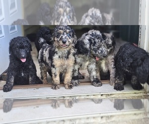 Poodle (Standard) Dog Breeder near MARENGO, IN, USA