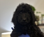 Small #4 Breeder Profile image