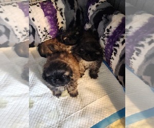 Pekingese Dog Breeder near BUTTE, MT, USA