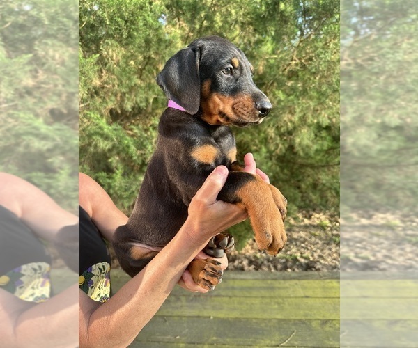 Medium Photo #19  Breeder Profile in LIVINGSTON, LA, USA
