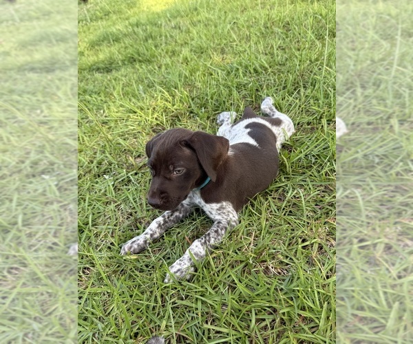 Medium Photo #14  Breeder Profile in LYONS, GA, USA