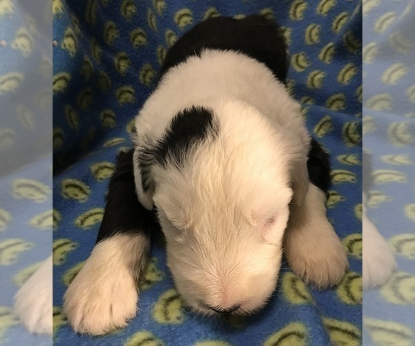 Medium Photo #3  Breeder Profile in WAKE FOREST, NC, USA