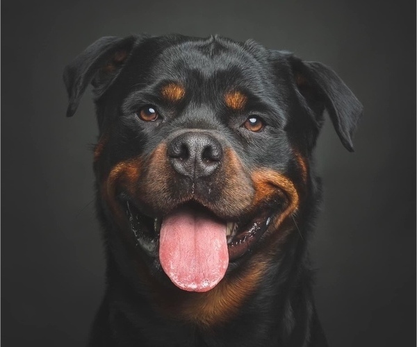 Medium Photo #1  Breeder Profile in VONORE, TN, USA