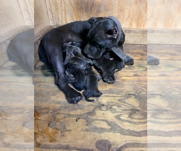 Medium Photo #1  Breeder Profile in JACKSONVILLE, FL, USA