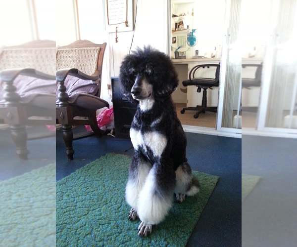 Medium Photo #1  Breeder Profile in ENGLEWOOD, FL, USA