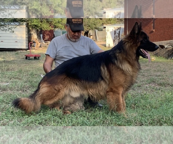 Medium Photo #2  Breeder Profile in SAN ANTONIO, TX, USA