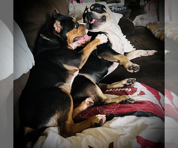 Medium Photo #29  Breeder Profile in FORT MITCHELL, AL, USA