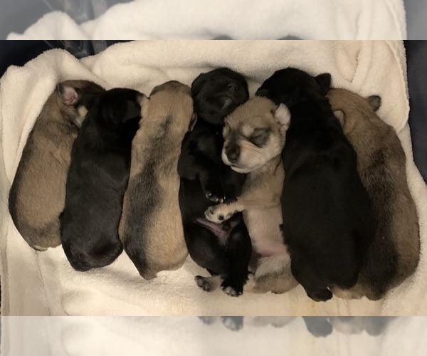 Medium Photo #9  Breeder Profile in MURFREESBORO, TN, USA