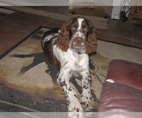 Medium Photo #1  Breeder Profile in TOMBSTONE, AZ, USA