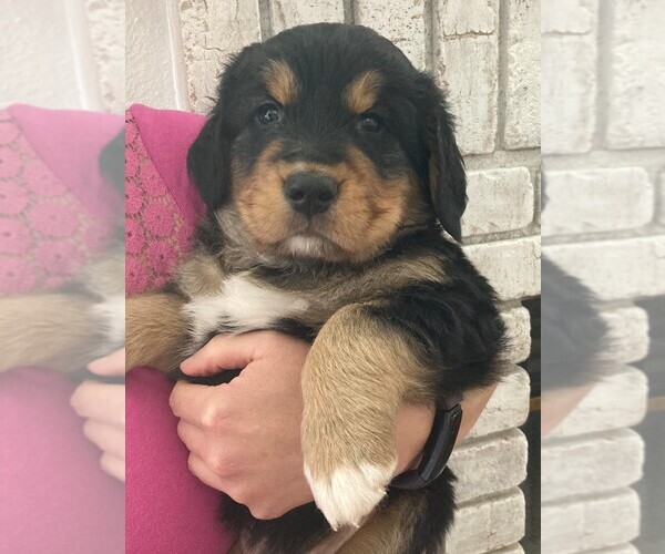 Medium Photo #1  Breeder Profile in CO SPGS, CO, USA