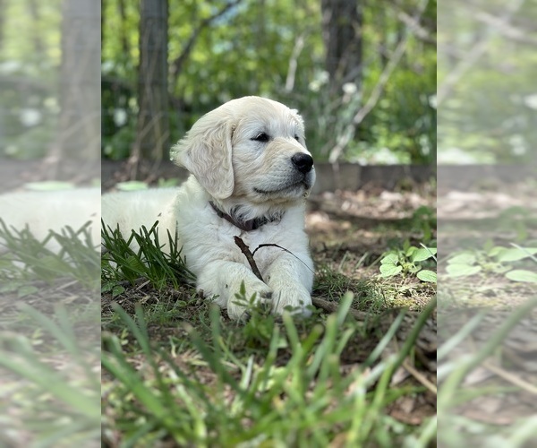Medium Photo #12  Breeder Profile in WHITE HOUSE, TN, USA